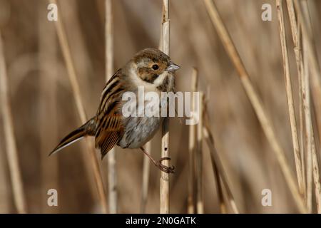 Ein Reed Bunting, ein kleiner Vogel, der sich im Sumpfschildkröten der RSPB Lakenheath in Norfolk England versteckt Stockfoto