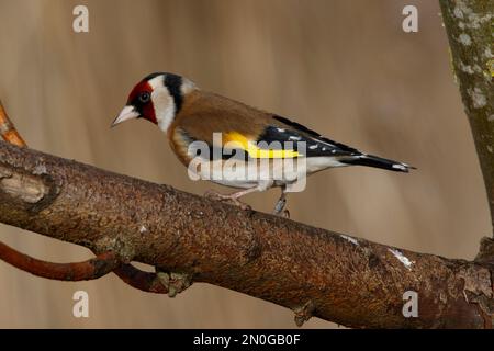 Ein Europäischer Goldfinch sitzt auf einem Zweig der RSPB Lakenheath in Norfolk, England, Februar 2023 Stockfoto