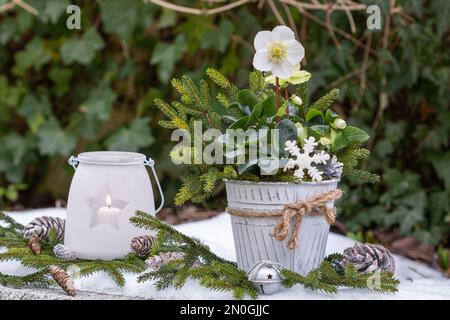 Wintergarten-Arrangement mit helleborus niger in altem Topf und Laterne Stockfoto