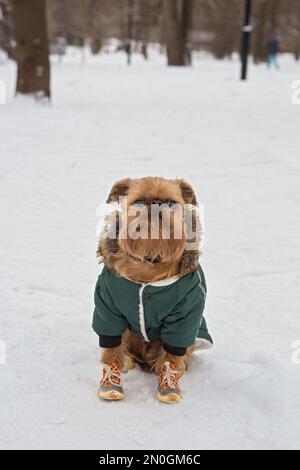 Der Brüsseler Griffin-Hund läuft im Winter in einer warmen Jacke und Stiefeln Stockfoto