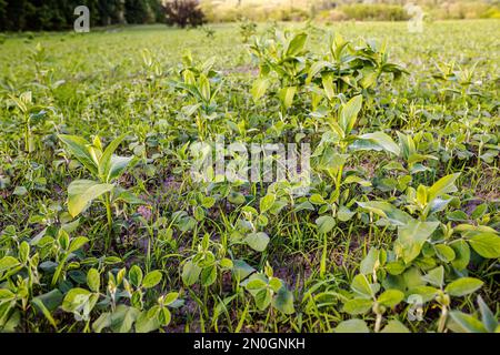 asclepias auf dem Feld mit jungen Sojabohnen. LambsQuarters-Sojasprossen auf einem nicht entschlüsselten Herbizidfeld. Unkrautbedeckung ist in der Landwirtschaft vorhanden Stockfoto