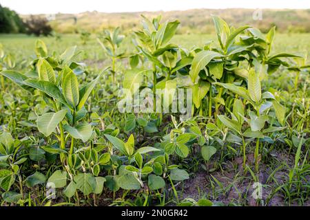 Unkrautbekämpfung in Sojabohnen. asclepias auf dem Feld mit jungen Sojabohnen. LambsQuarters-Sojasprossen auf einem nicht entschlüsselten Herbizidfeld. Unkrautbedeckung i Stockfoto