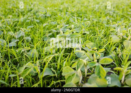 LambsQuarters Sojabohnen auf einem Feld, auf dem Herbizide aus Unkraut nicht befallen wurden. Die Ausbreitung von herbizidbeständigen Unkräutern verhindern. Sojasprossen im Gras Stockfoto