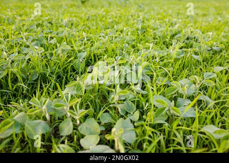 Umgang mit Unkraut auf dem Feld. LambsQuarters Sojabohnensprossen auf einem nicht entschlüsselten, nicht rezidivierenden Herbizidfeld. Stockfoto