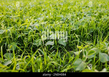 Unkrautbekämpfung in Bio-Sojabohnenfarmen. LambsQuarters Sojabohnensprossen auf einem nicht entschlüsselten, nicht rezidivierenden Herbizidfeld. Unkraut überträgt Dise Stockfoto