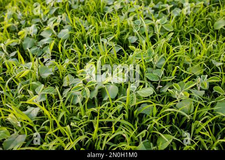 LambsQuarters Sojabohnensprossen auf einem nicht entschlüsselten, nicht rezidivierenden Herbizidfeld. Kritische Phase der Unkrautbekämpfung Stockfoto