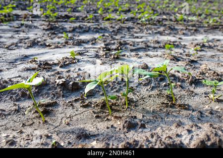 Junge Sonnenblumensprossen auf dem Feld nach Regen. Industrieller Anbau von Sonnenblumen in warmen Regionen für die Ölgewinnung, Geflügelfutter, Stockfoto