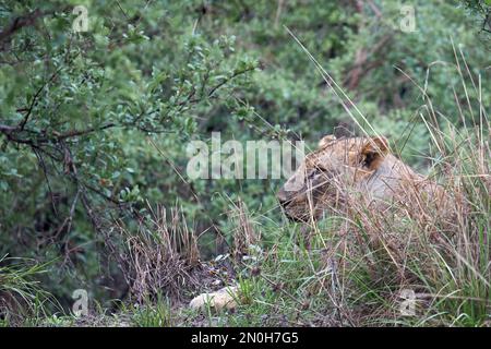 Ein junger afrikanischer Löwe, der nach dem Essen im Selous Park im Gras sitzt Stockfoto