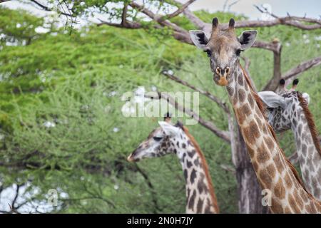 Giraffen-Familienportret bei der Selous-Nationalpark-Safari in Tansania Stockfoto