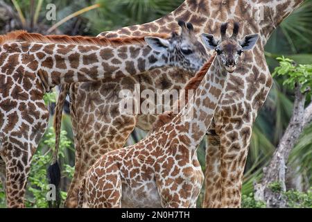 Giraffen-Familienportret bei der Selous-Nationalpark-Safari in Tansania Stockfoto