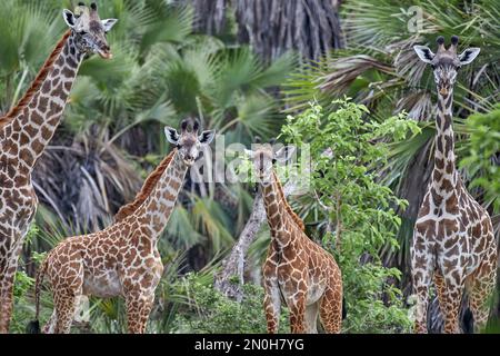 Giraffen-Familienportret bei der Selous-Nationalpark-Safari in Tansania Stockfoto