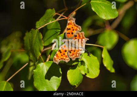 Komma Schmetterling, Schmetterlinge, Polygonia c-Album, Sonnenbaden, Frankreich. Stockfoto