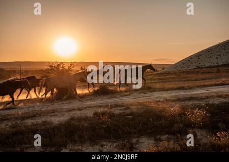 Freie Pferde laufen, die der Natur am Hang der Berge und bei Sonnenuntergang überlassen werden. Pferde verschiedener Farben, die auf dem Feld herumlaufen und Staub aufwirbeln. Stockfoto