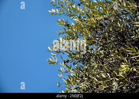 Acebuche, spanische wilde Oliven. Sein wissenschaftlicher Name ist Olea Europaea oder Sylvestris, also ist es die gleiche Art wie der Olivenbaum, aber wild. Stockfoto