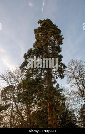 Bäume in Castle Meadows, Wallingford, Oxfordshire Stockfoto