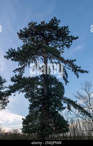 Bäume in Castle Meadows, Wallingford, Oxfordshire Stockfoto