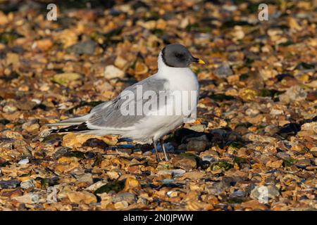 Sabines Gull (Erwachsene) Langstone Harbour, Hampshire, Großbritannien Stockfoto