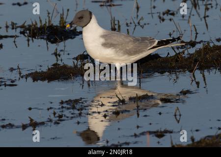 Sabines Gull (Erwachsene) Langstone Harbour, Hampshire, Großbritannien Stockfoto