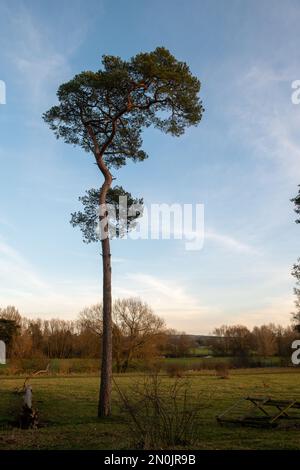 Bäume in Castle Meadows, Wallingford, Oxfordshire Stockfoto