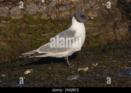 Sabines Gull (Erwachsene) Langstone Harbour, Hampshire, Großbritannien Stockfoto