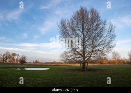 Bäume in Castle Meadows, Wallingford, Oxfordshire Stockfoto