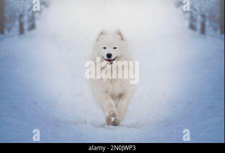 Weibliche Samoyierte laufen durch einen verschneiten Wald. Samoyierte Eishunderasse. Stockfoto