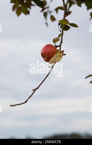 Der Apfel fällt nicht weit vom Stamm Stockfoto