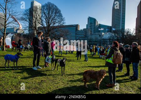 Windhunde und andere Hunderassen warten darauf, während der Demonstration zur spanischen Botschaft zu laufen. Die spanische Organisation "No A La Caza" (NAC) organisierte mehrere Demonstrationen in ganz Europa. In den Niederlanden forderte die "Galgo Podenco Platform", eine Allianz zwischen Partnern, die die Interessen von galgos und Podencos in jeder Hinsicht vertreten, in Den Haag einen Protest, um allen Organisationen, die in Spanien gegen das anhaltende Leiden der Windhunde kämpfen, ihre Unterstützung durch die Niederlande zum Ausdruck zu bringen. Und sich gegen den Ausschluss von Jagdhunden aus dem spanischen Tierschutzgesetz auszusprechen Stockfoto
