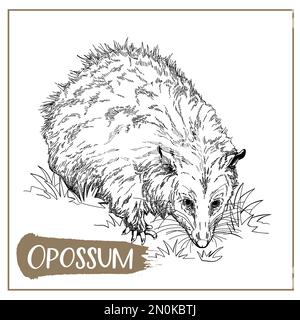 Handgezeichneter Skizzenstil Opossum isoliert auf weißem Hintergrund. Vektordarstellung. Stock Vektor