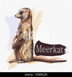 Handgezeichneter Skizzenstil Meerkat isoliert auf weißem Hintergrund. Vektordarstellung. Stock Vektor