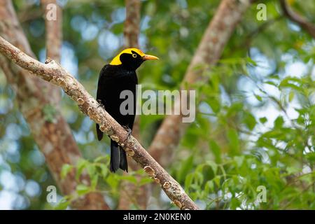 Regent Bowerbird - Sericulus chrysocephalus mittelgroßer, sexuell dimorpher Vogel, männlicher Vogel ist schwarz und goldorange-gelber Krone und Schirm, schwarzer fe Stockfoto