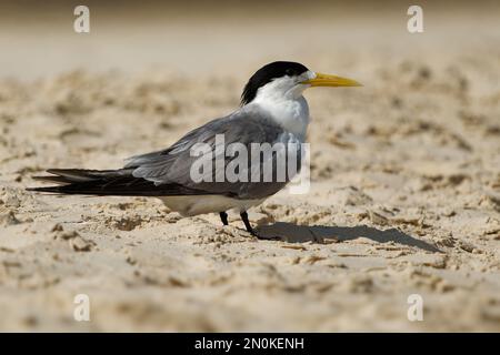 Greater Crested Tern - Thalasseus bergii oder schneller tern, weißer und schwarzer Vogel in der Familie Laridos, der in dichten Kolonien an Küsten und am isl nistet Stockfoto