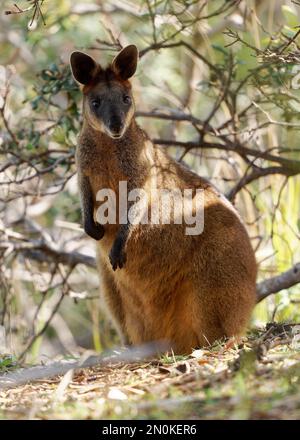 Rothals-Pademelon Thylogale thetis waldbewohnendes Bewaldungsgebiet, östliche Küstenregion Australiens zwischen Südost-Queensland und New South Wales Stockfoto