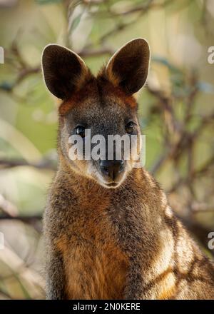 Rothals-Pademelon Thylogale thetis waldbewohnendes Bewaldungsgebiet, östliche Küstenregion Australiens zwischen Südost-Queensland und New South Wales Stockfoto