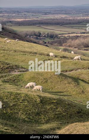 Schaf auf Devil's Dyke grasen Stockfoto