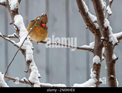 Nördlicher Kardinal (Cardinalis cardinalis), weiblich mit langem Schwanz, mit einem kurzen, sehr dicken Schnabel. Einer der nordamerikanischen Vögel in der Winterlandschaft. Stockfoto