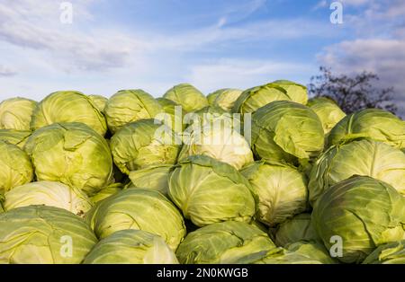 Haufen frisch geernteten Kohls im Herbst mit blauem Himmel im Hintergrund Stockfoto