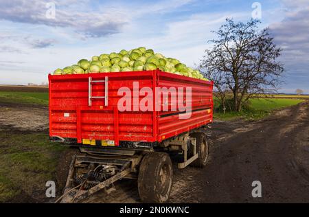 Frisch geernteter Kohl in rotem Traktoranhänger im Herbst auf dem Feld mit blauem Himmel im Hintergrund Stockfoto