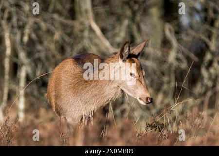 Red Deer Hind, der im Winter in Großbritannien auf Heiden weidet Stockfoto