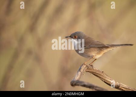 Sardinische Warbler-Frau (Sylvia melanocephala). Stockfoto