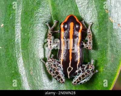 Retikulierter Giftfrosch (Ranitomeya ventrimaculata) auf einem Blatt in der Regenwalduntergeschichte, Provinz Orellana, Ecuador