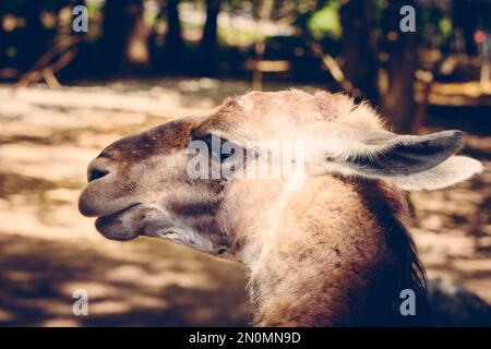 Eine selektive Nahaufnahme eines Lama (Lama glama) im Freien Stockfoto