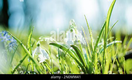 Frühling blüht weiß im Sonnenschein, gemeine Schneetropfen mit Wassertropfen im Frühlingswald. Galanthus nivalis auf Banner. Ostern-Hintergrund. Weich für Stockfoto