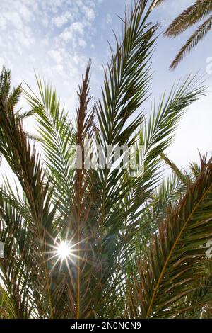Palmenzweige gegen den Himmel mit hellem Sonnenlicht Stockfoto