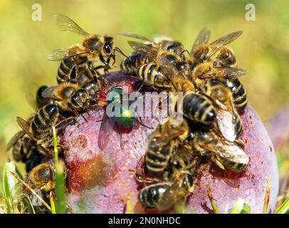 Biene oder Honigbiene in latein APIs Mellifera, Honigbienen auf Pflaumenfrucht Stockfoto