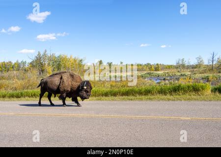 Bisons, die an sonnigen Tagen die Straße hinunterspazieren Stockfoto
