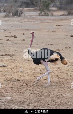 Adulter männlicher Strauß (Struthio camelus). Die leuchtend rosa Beine und der Hals deuten darauf hin, dass der Vogel in Zuchtzustand ist Stockfoto