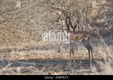 Männlicher Gerenuk (Litocranius walleri) im Sonnenlicht Stockfoto