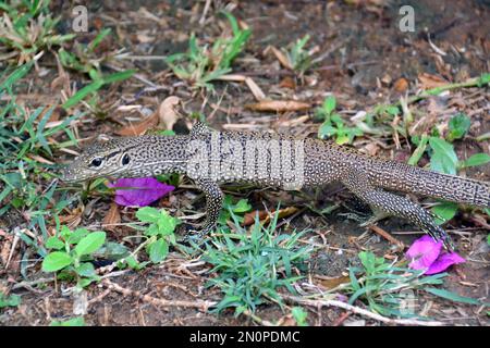 Asiatischer Wasserwächter, Bindenwaran, Varan malais, Varanus Salvator Salvator, szalagos varánusz, Srí Lanka, Asien Stockfoto