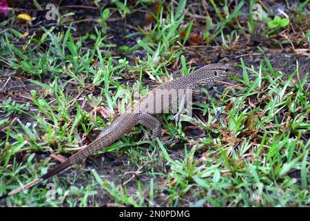 Asiatischer Wasserwächter, Bindenwaran, Varan malais, Varanus Salvator Salvator, szalagos varánusz, Srí Lanka, Asien Stockfoto